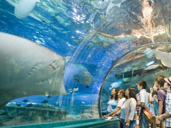 画像はhttp://www.cometeguam.com/under-water-world/より